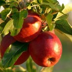 Jabloň domáca (Malus domestica) ´GALA´ - zimná, výška 120-150 cm, voľnokorenná